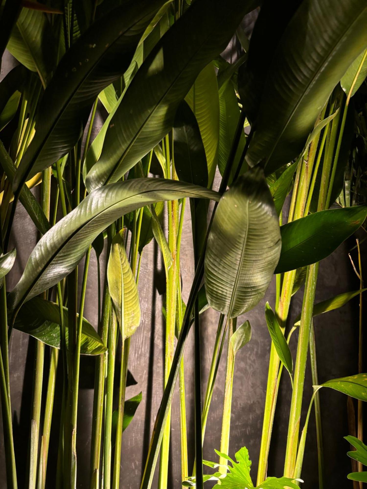 Rumah Kita Ecolodge Ubud Kültér fotó